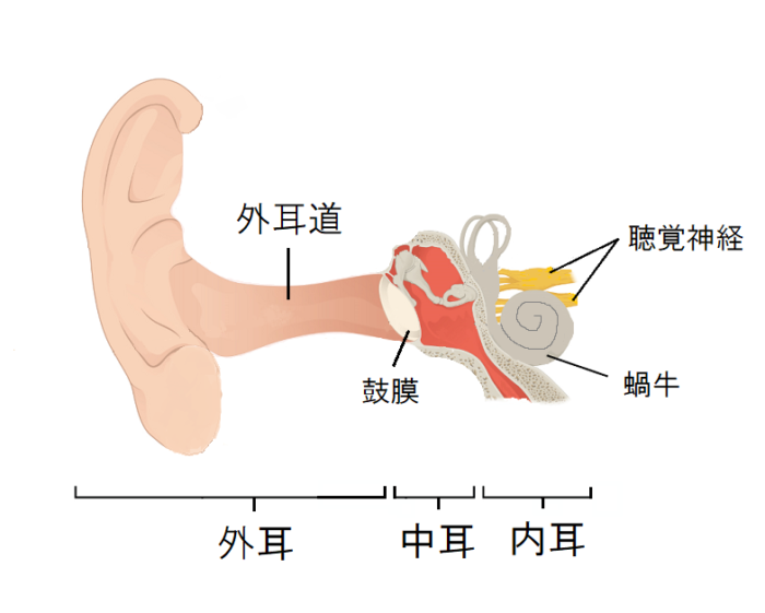 ノーマル外耳道