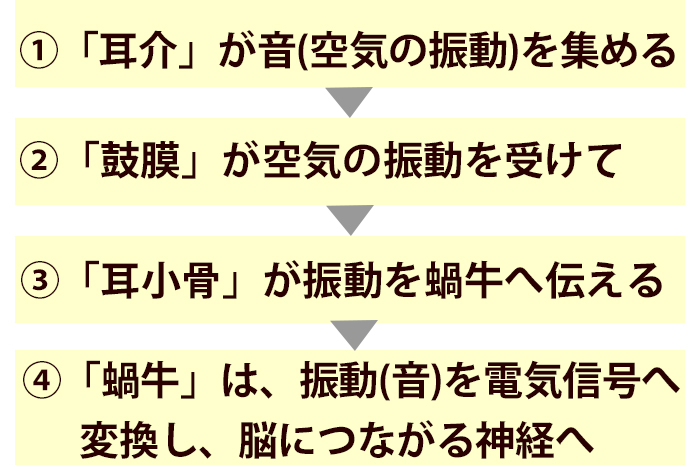 耳介、鼓膜、耳小骨、蝸牛の説明