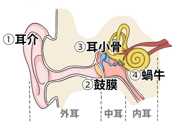 耳の構造図
