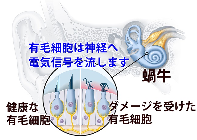 有毛細胞は神経へ電気信号を流します