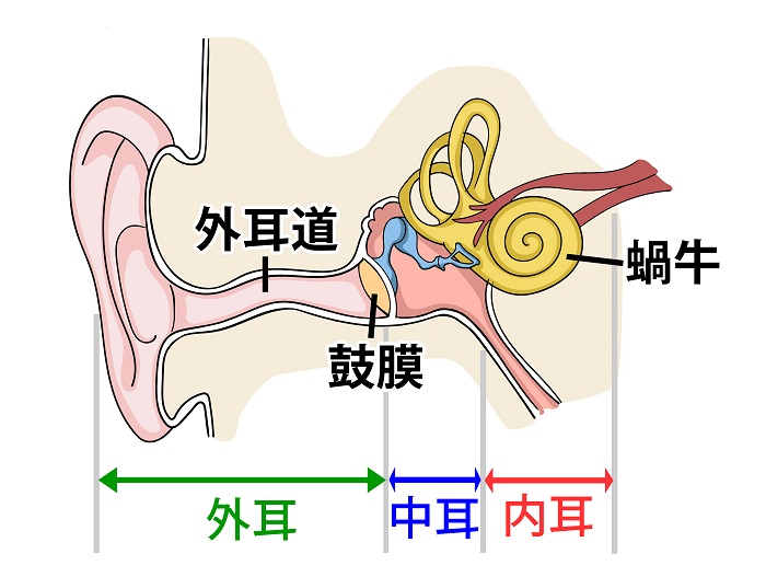 耳の内部構造